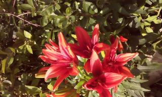 House of Flowers - Ahtopol - 4