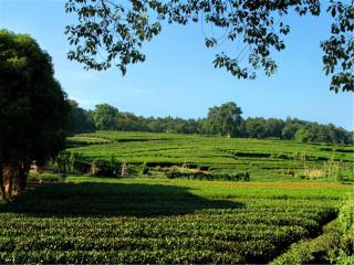 Yurong West Lake Cottage Resort Hotel Hangzhou - Hangzhou - 8