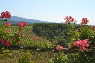 Agriturismo Cignanbianco - Castellina in Chianti - 6