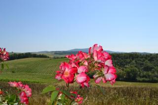 Agriturismo Cignanbianco - Castellina in Chianti - 7