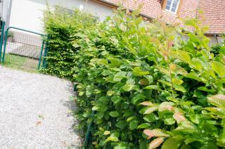 Whitley cottage - Condette - 7