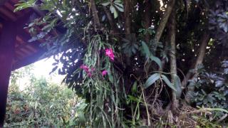 Ouro Grosso Chales - Iporanga - 3