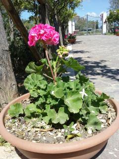 Country House L'Ippocastano - Altavilla Silentina - 7