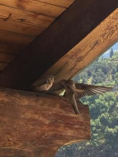 Hotel Edelweiss - Villeneuve - 8