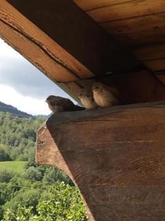 Hotel Edelweiss - Villeneuve - 9