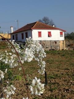 Casa da Vinha Grande - Poiares - 0