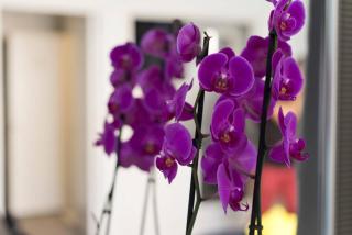 Studio Orchidea - Helsinki - 5