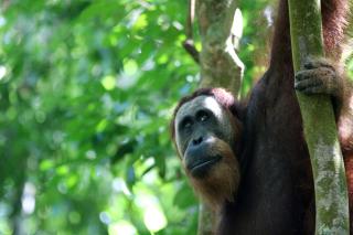 Ida Guest House & JUNGLE TREKKING - Bukit Lawang - 0