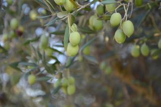 Agriturismo Azzurro - 4