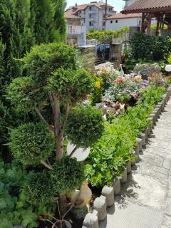 Guest Rooms Denitsa - 3