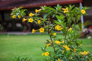 Shambaling Boutique Hotel - Kathmandu - 3