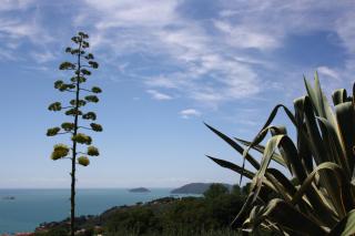 Agave Di Lerici - Lerici - 3