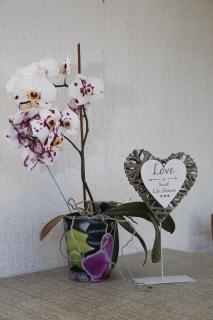 Apartment Leonora - Vodice - 1
