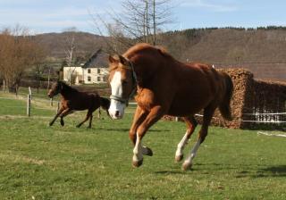 Mangs-Hof - Plettenberg - 9