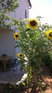 Apartment Anny - Pula - 2