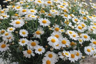 De Perenboom - Belsele - 5