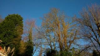 Thornybank - 0