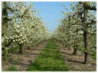 Fruitbedrijf Stek - Kedichem - 6
