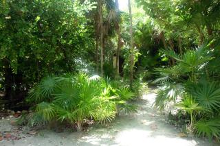 Jungle Cocoon - Caye Caulker - 4