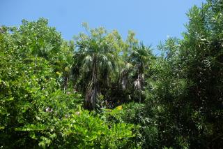 Jungle Cocoon - Caye Caulker - 1