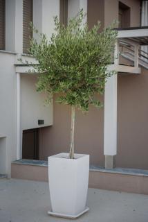 Corali luxury villas - Ierissos - 6