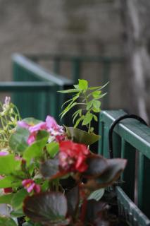 Nano Guest House - Tbilisi - 5