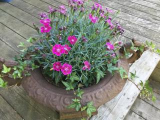 Lillstuga Strömma - 0