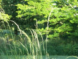 Croix Blanche - Cellieu - 6