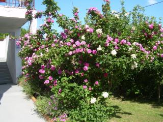 Apartmani Palit - 7
