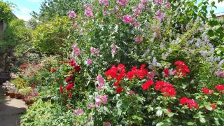 Les Hirondelles - Sainte-Suzanne - 1