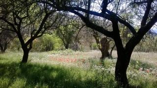 Al Casolare - Ofena - 2