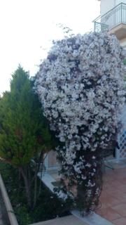 Terpsi Apartments - Kyparissia - 2