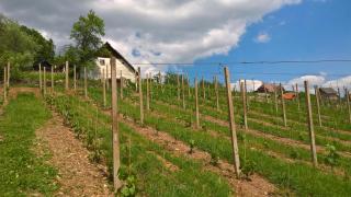 Vineyard Cottage Lustek - Novo Mesto - 4