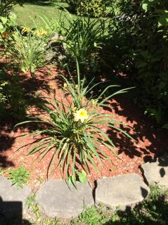 Chez Lulu et Lutin - 5