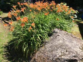 Chez Lulu et Lutin - 1