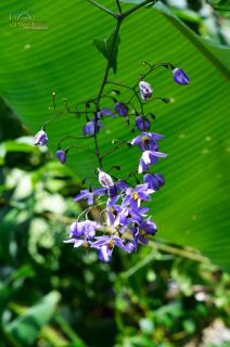 ApartHotel Villa Pacande & Rooms - Alajuela - 2