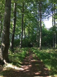 LindegaardApartment - woods and sea - 1