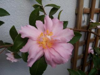La Vie Au Roze - Quéven - 4