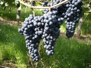 Ferienweingut Hensler - 9