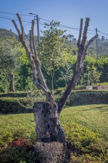 Quinta da Eira do Sol - Guimarães - 9