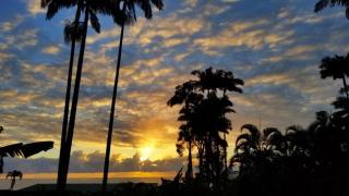 Orchid Tree B&B - Hilo - 3