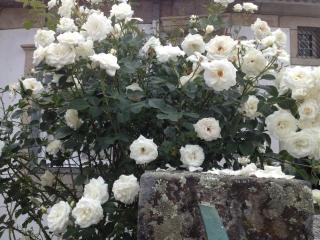 Solar da Roseira - 7