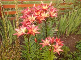 Romashka Guest House - 4