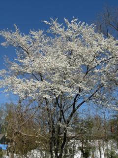 Elmwood Heritage Inn - 6