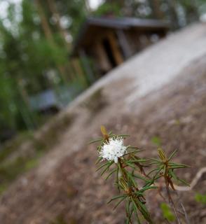 Pielppa Lodge - Orivesi - 0