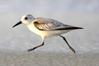 Strandläufer Zempin - Zempin - 0