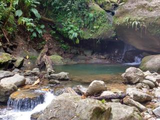 Roots Jungle Retreat - Marigot - 3
