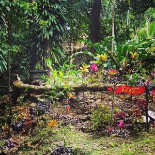 Roots Jungle Retreat - Marigot - 5