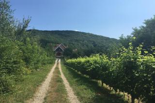Polychko Winehouse - Vynohradiv - 9