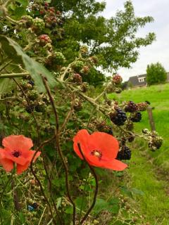 Bed and Breakfast de Bosakker - Deventer - 7